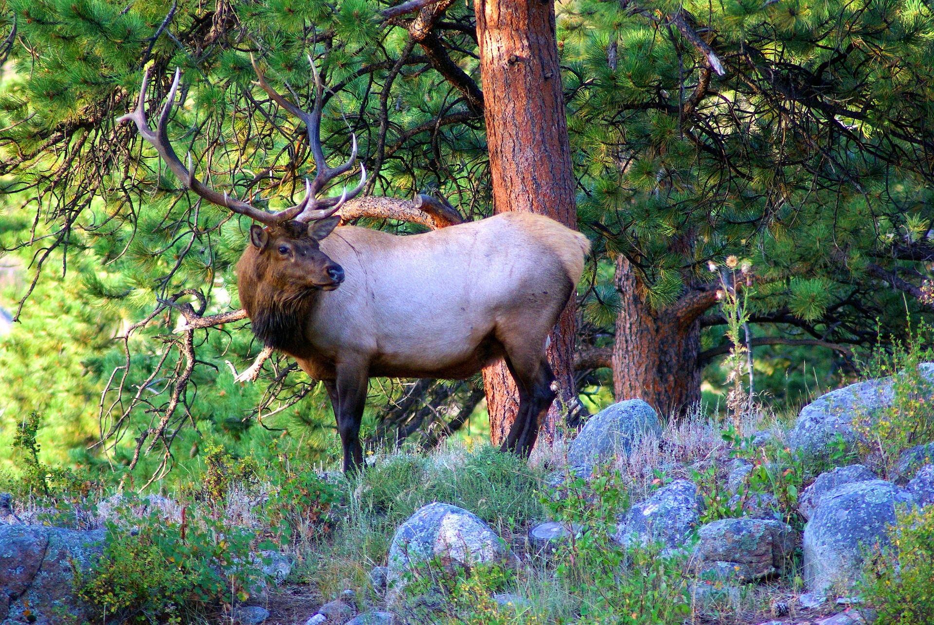 An elk like those you can see during fall in Estes Park.