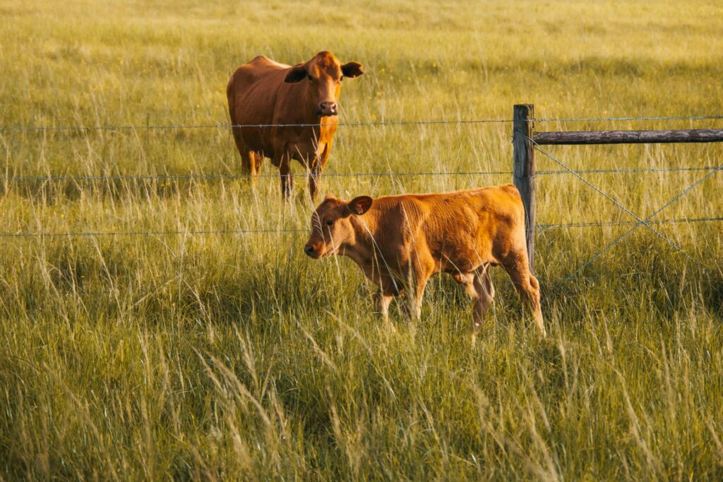 A ranch with cows