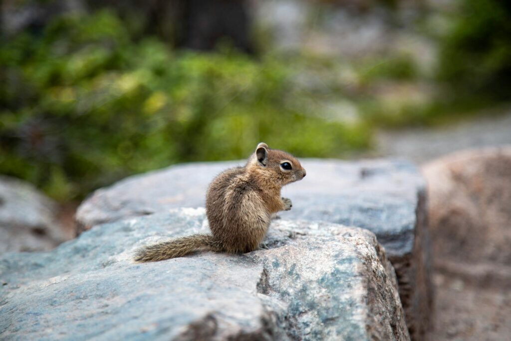 Go wildlife watching in Estes Park