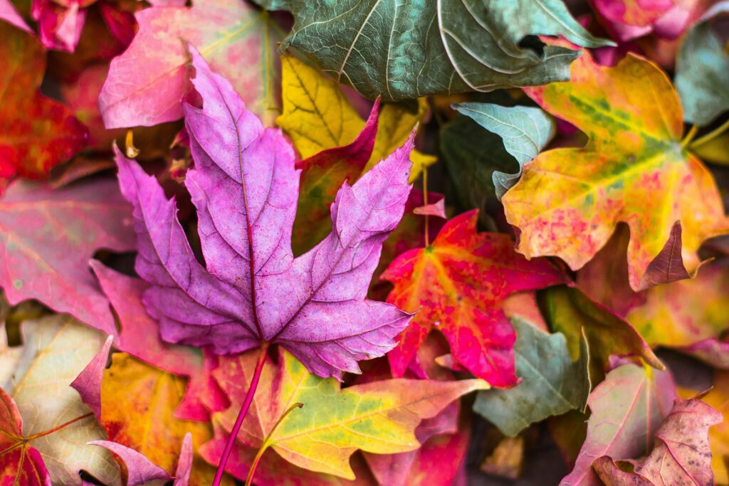 Different colored fall leaves